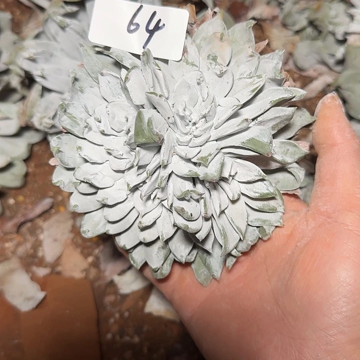 3代杂交仙女杯多肉福利处理瑕疵