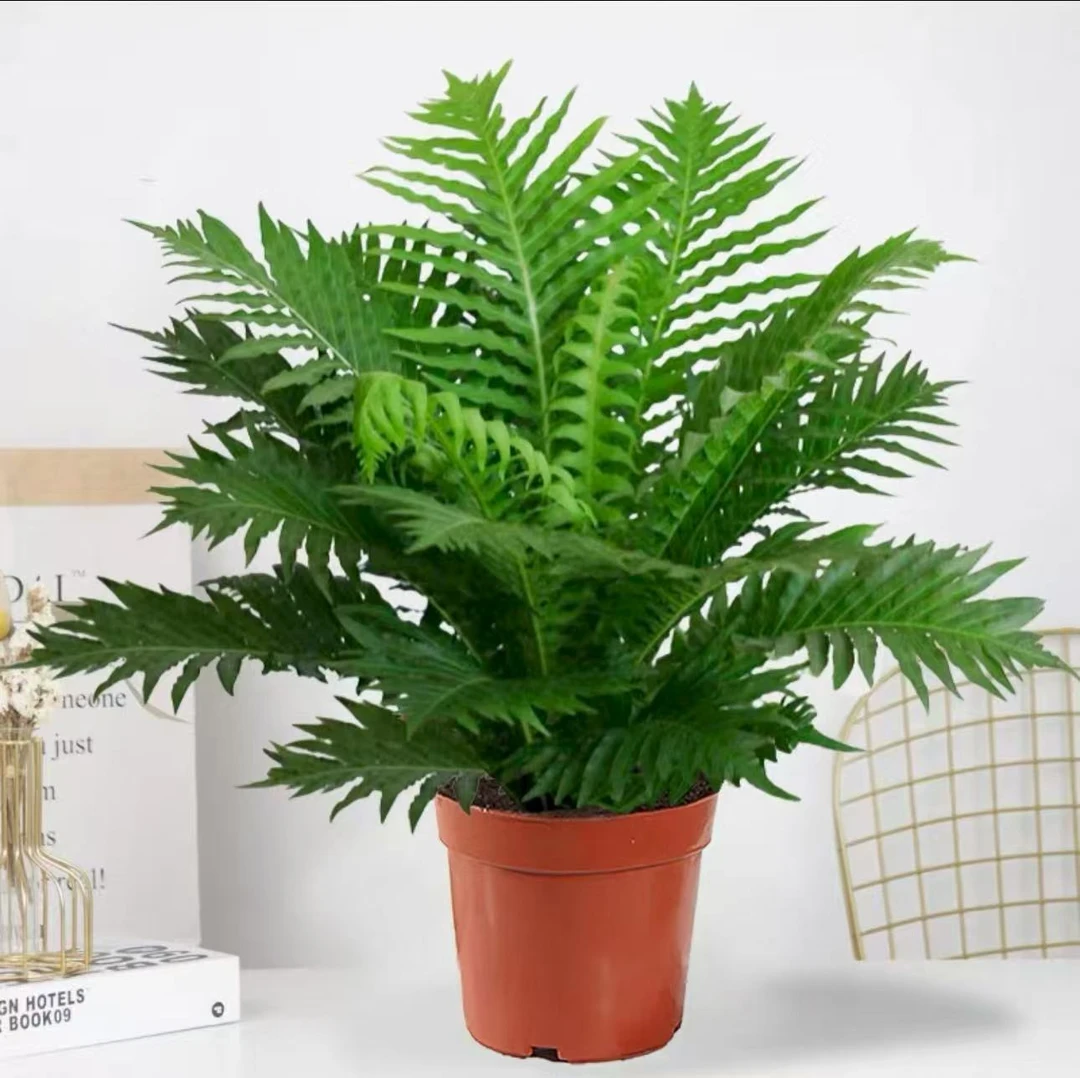 富贵蕨盆栽绿植室内懒人花清雅有档次好养易活孢子类植物吸收粉尘
