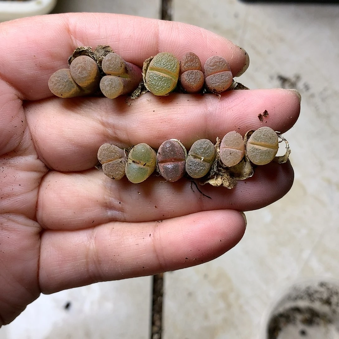 A02多肉植物保护