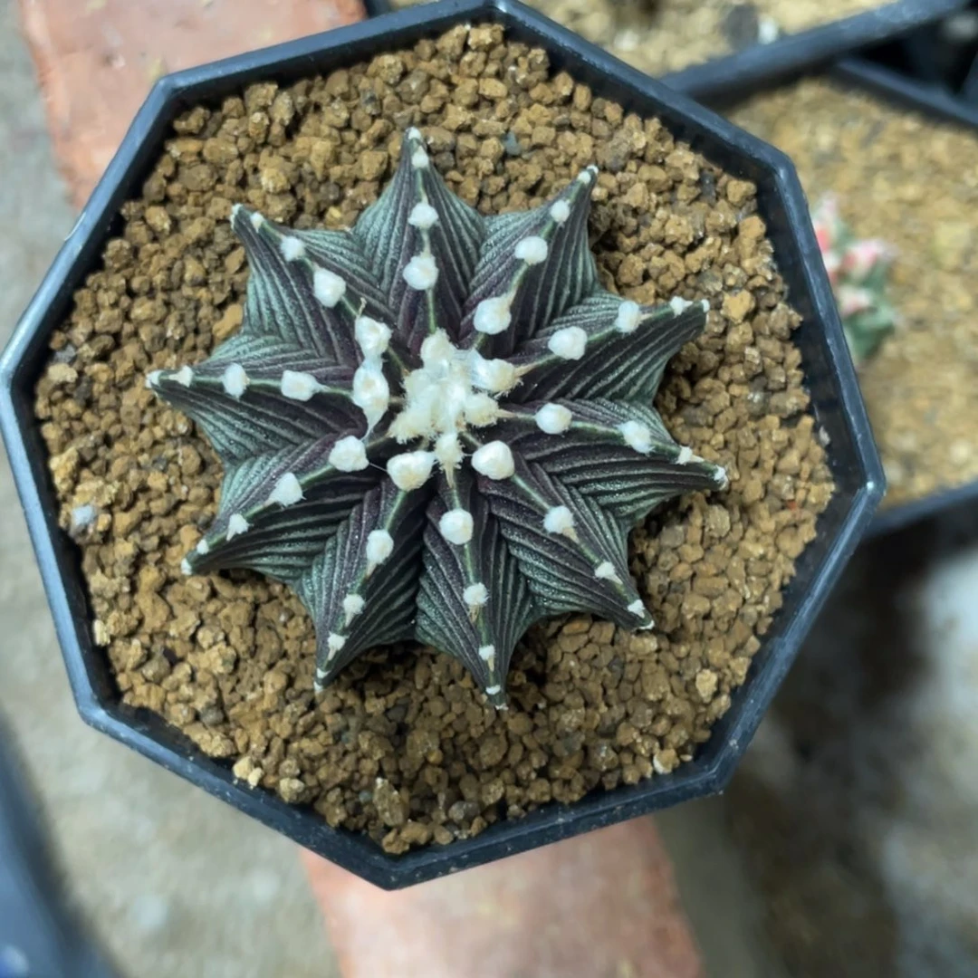 当前无花朵，栽培后可花朵黑肋骨