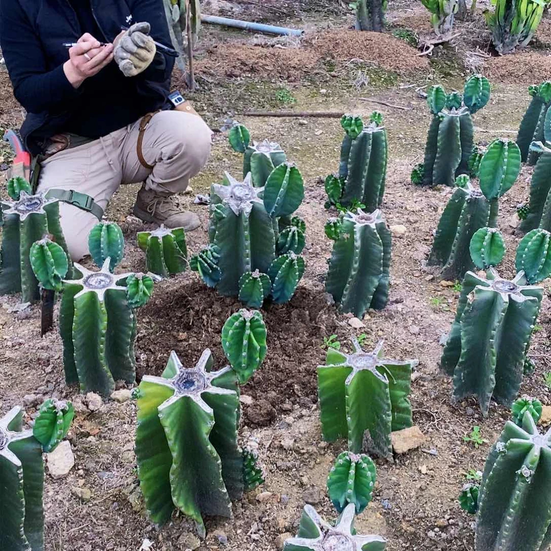 放*狼6838母头有根（侧芽可能会掉，介意勿拍）