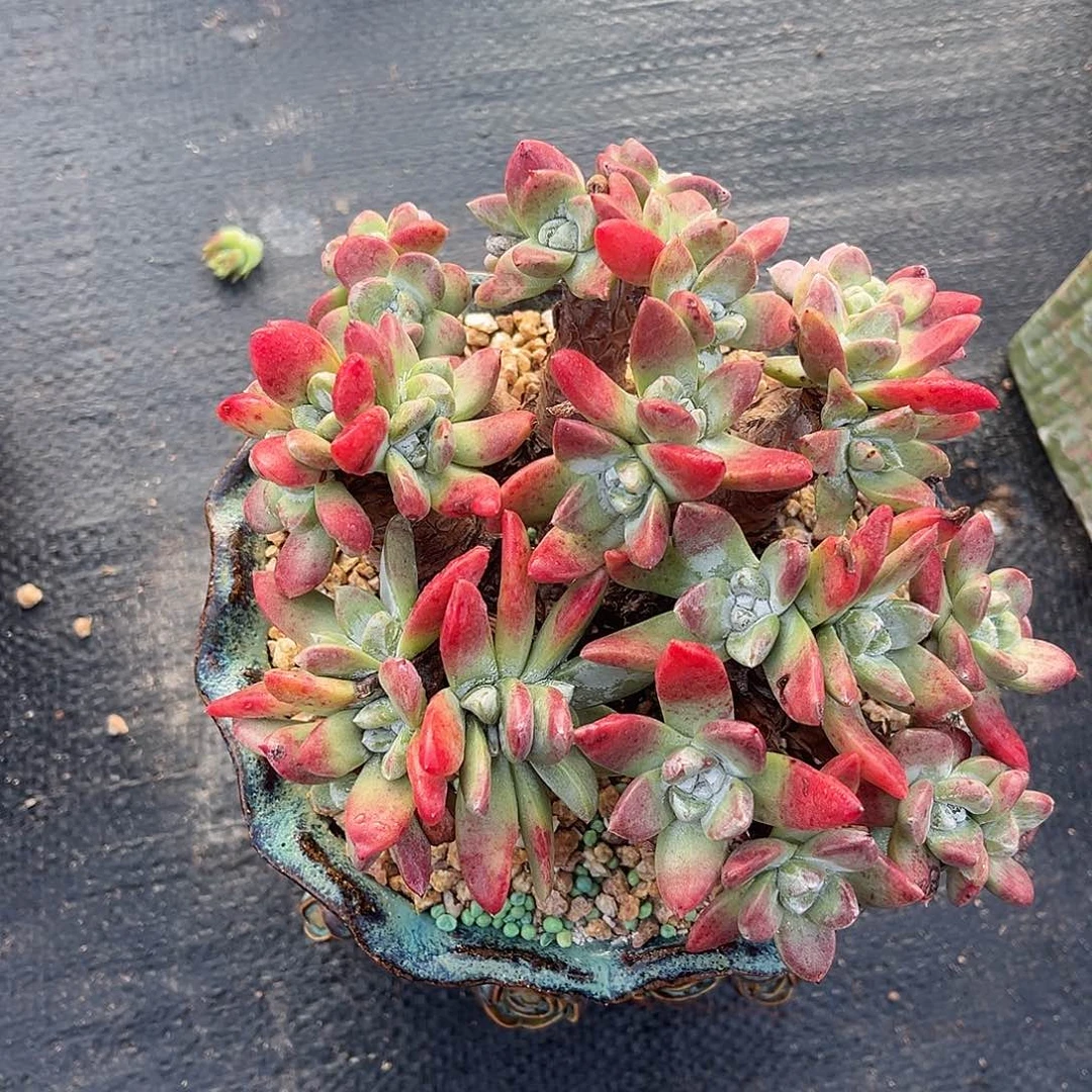 刘丹杂，  小鹿多肉一物一拍