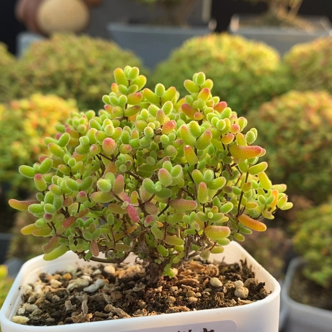 蜜橘糖球1392枝干番杏