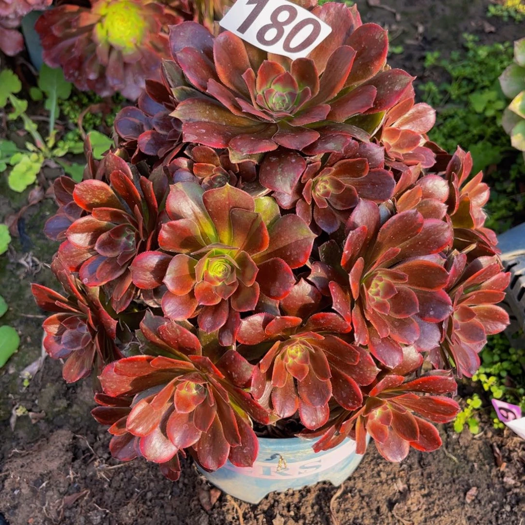 恶魔之吻26/////35包邮