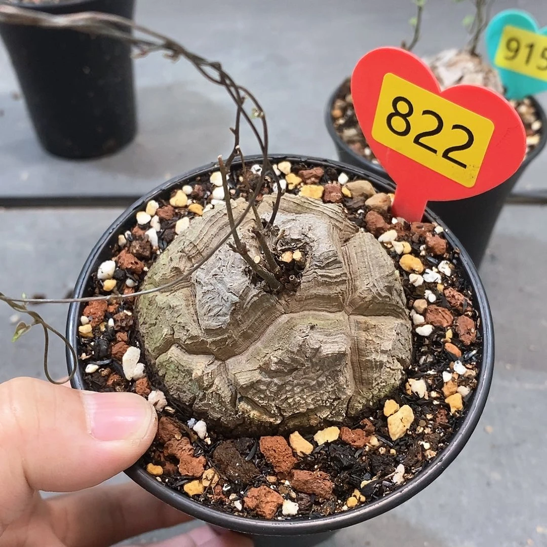 南非龟甲龙龟甲龙