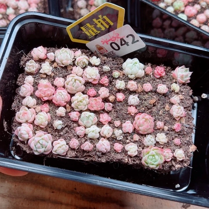 多肉植物多肉植物