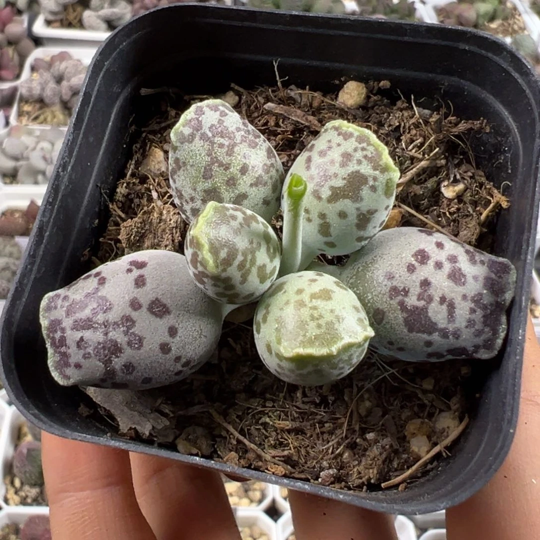 丸叶海豹多肉植物水泡