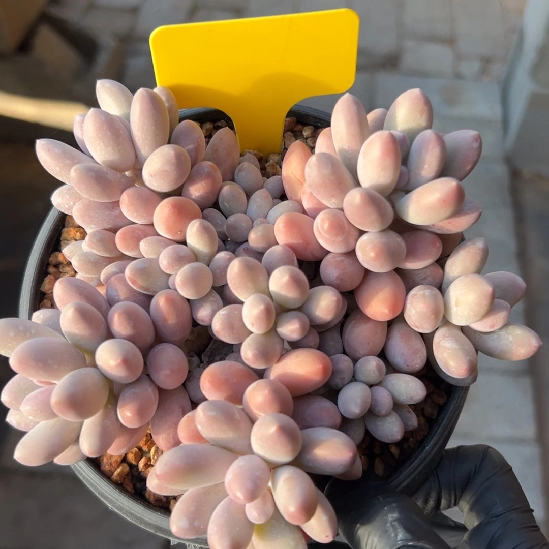 特价汤圆111111111111111111