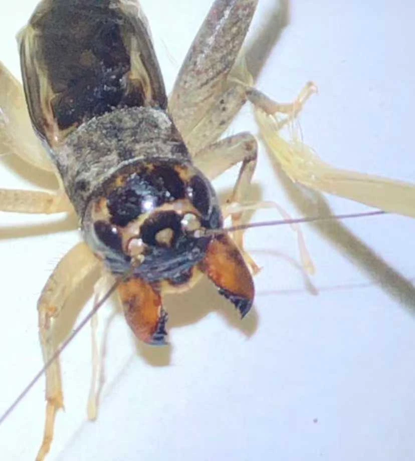 宁堽王精选冬版白虫