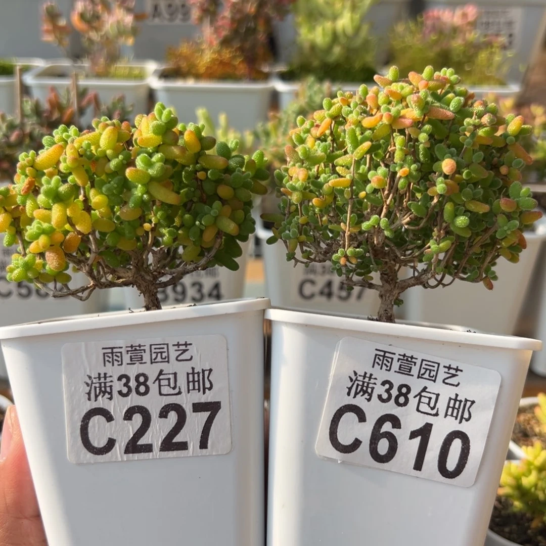 23-610+227枝干番杏蜜橘糖球+金桔糖球老桩