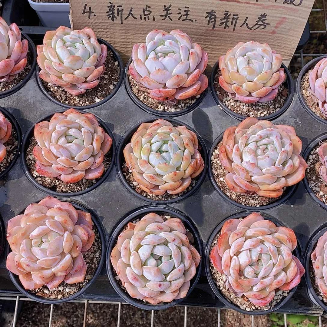 0530- 草莓橙单头福利2颗 瑕疵慎拍