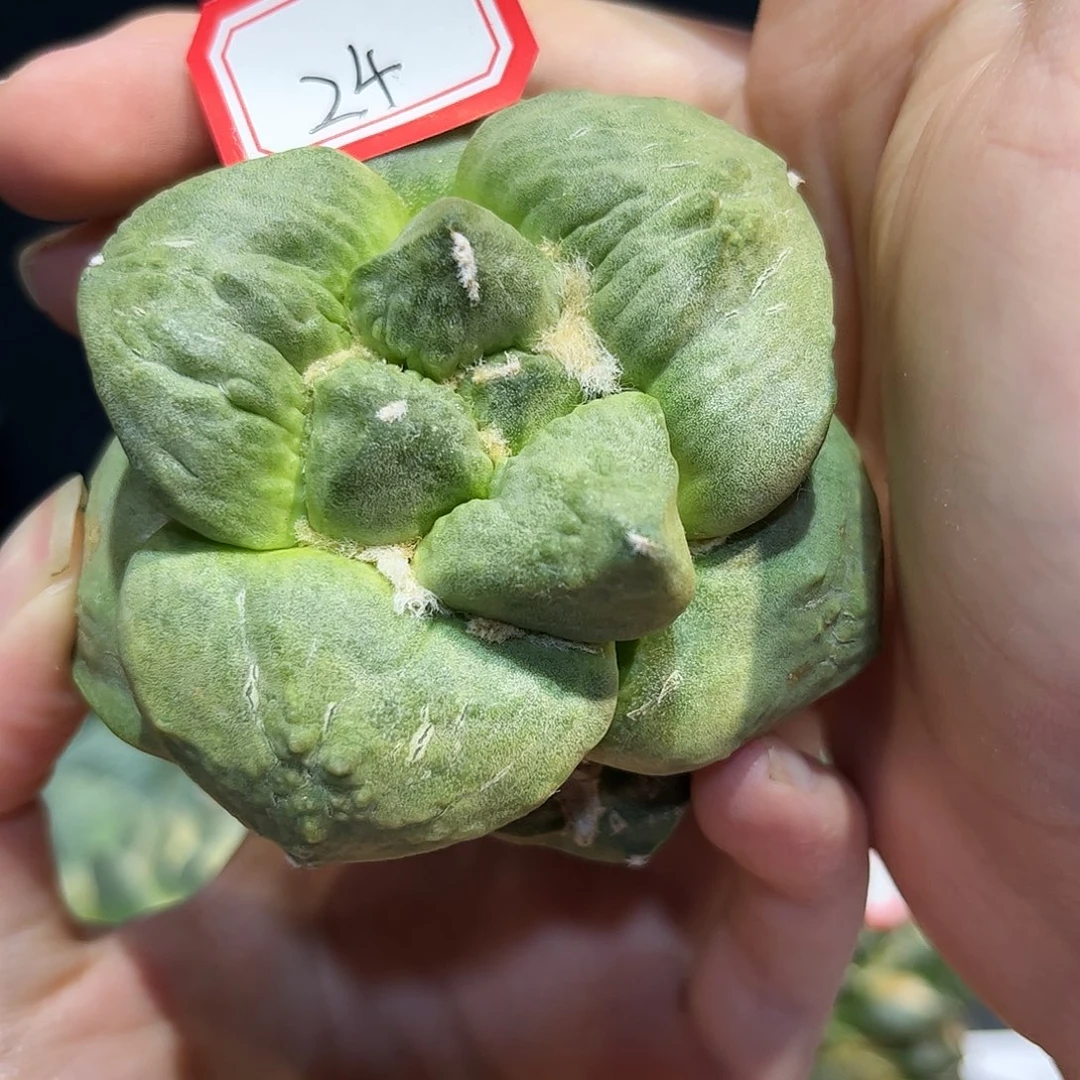 24号7.5cm黄体超大尤牛舌怒
