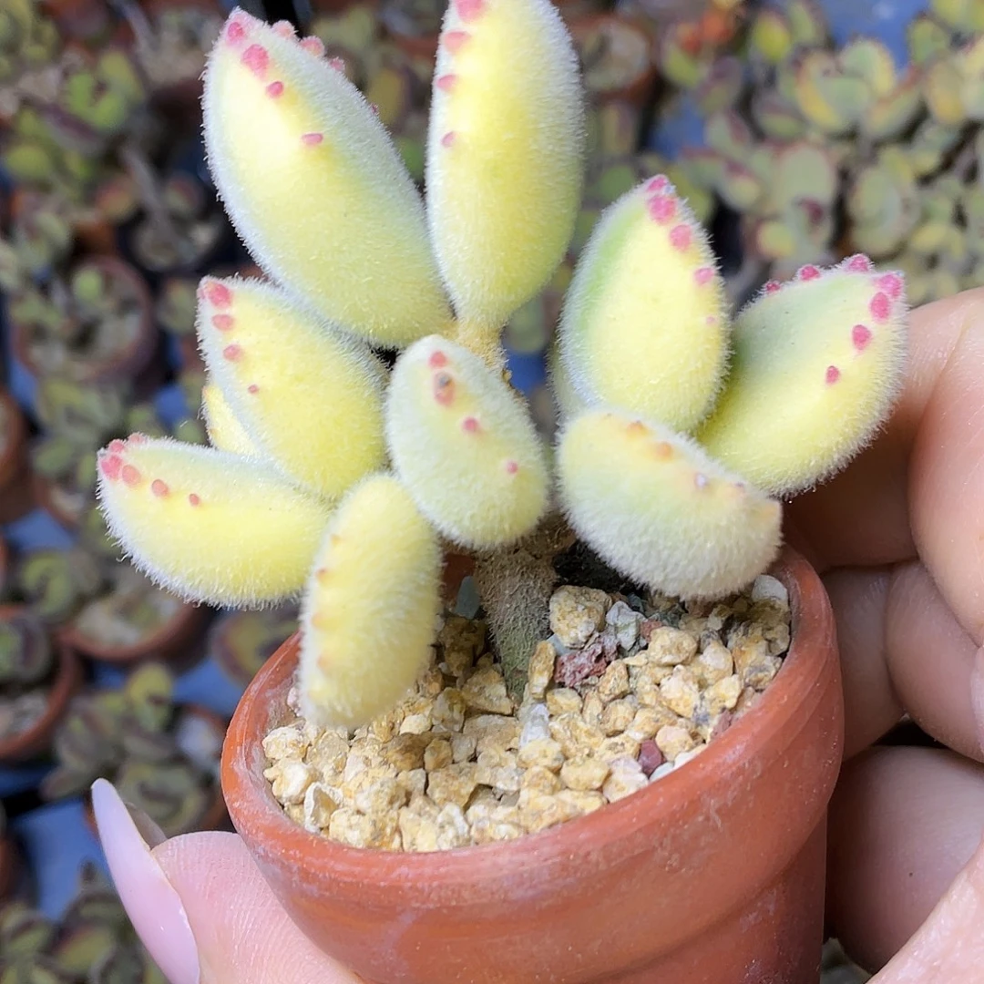 N****多肉植物的生长发育和生长