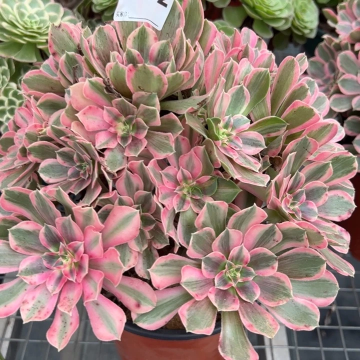 662男神30厘米左右