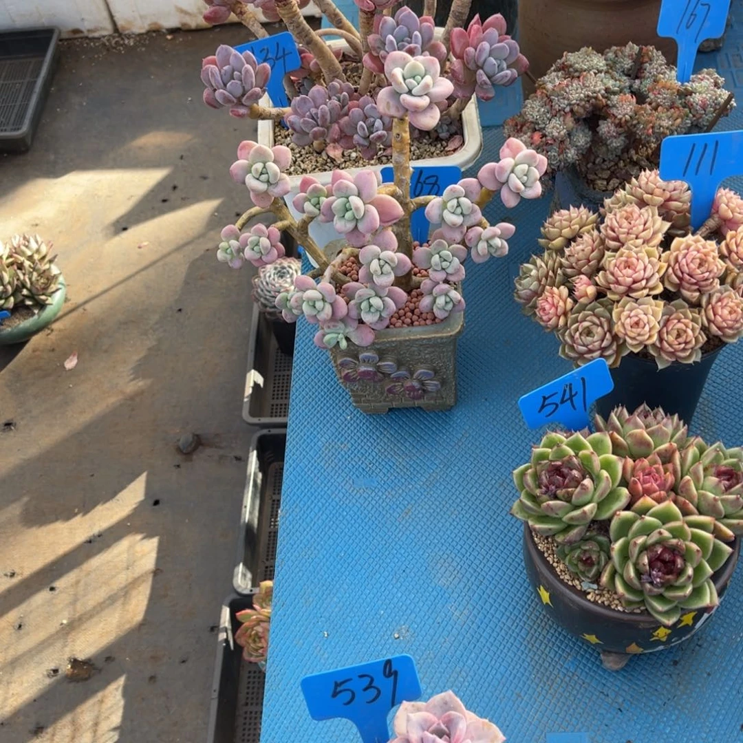 夜*子168红洛神多肉植物