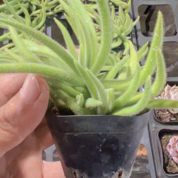 银狐之尾精品多肉植物