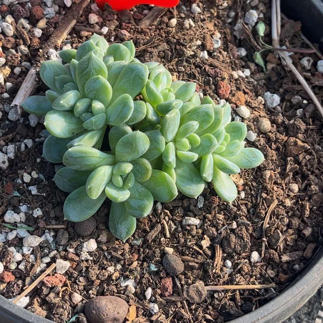 2328号下午美人杂交系列群生