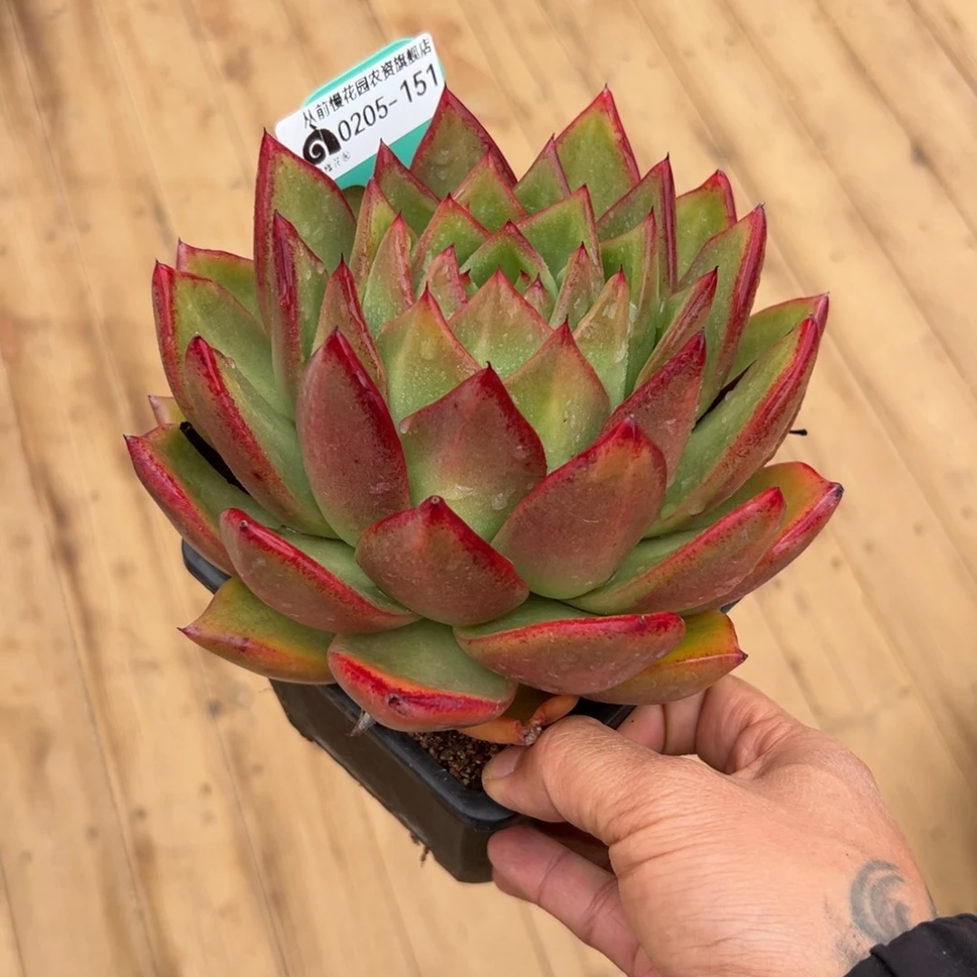 多肉一物一拍0205-151