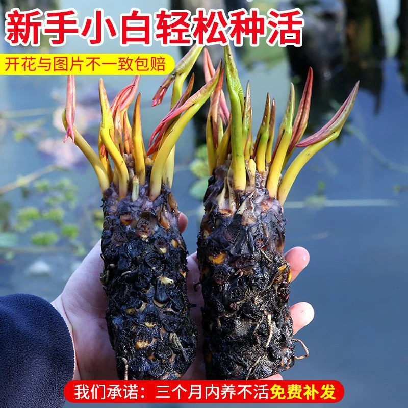 大睡莲根块带芽发货水培植物四季水养开花荷花莲花盆栽池塘带花苞