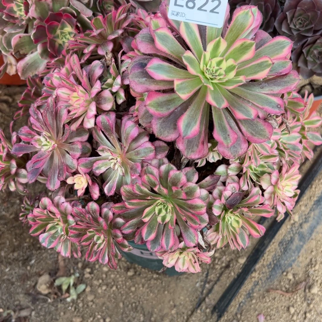822红铜超白多肉植物法师