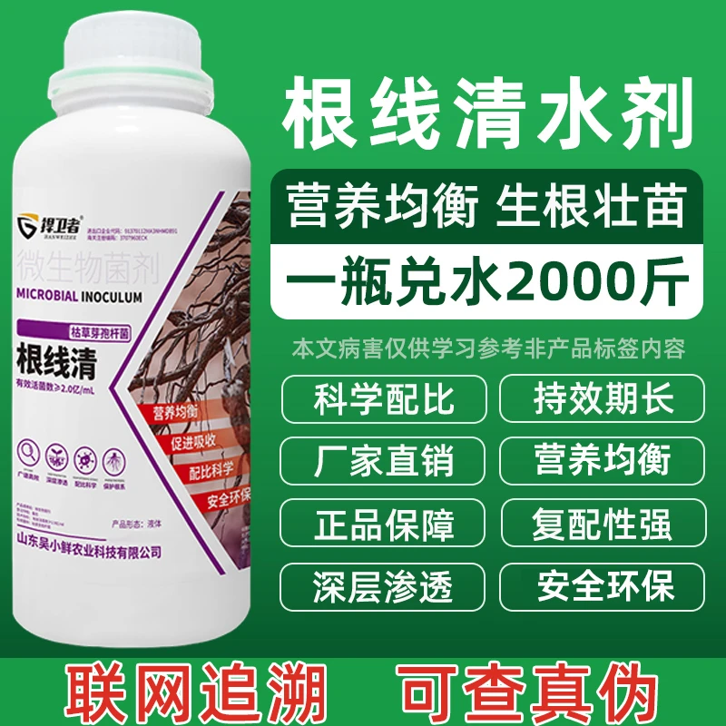 根线清根结线虫专用淡紫紫孢菌长枝木霉菌根线虫专用微生物菌剂