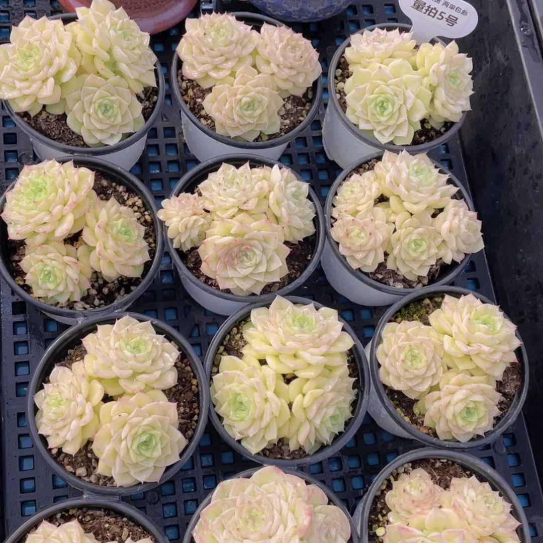 量拍 5号果冻黄透白天鹅群生一个