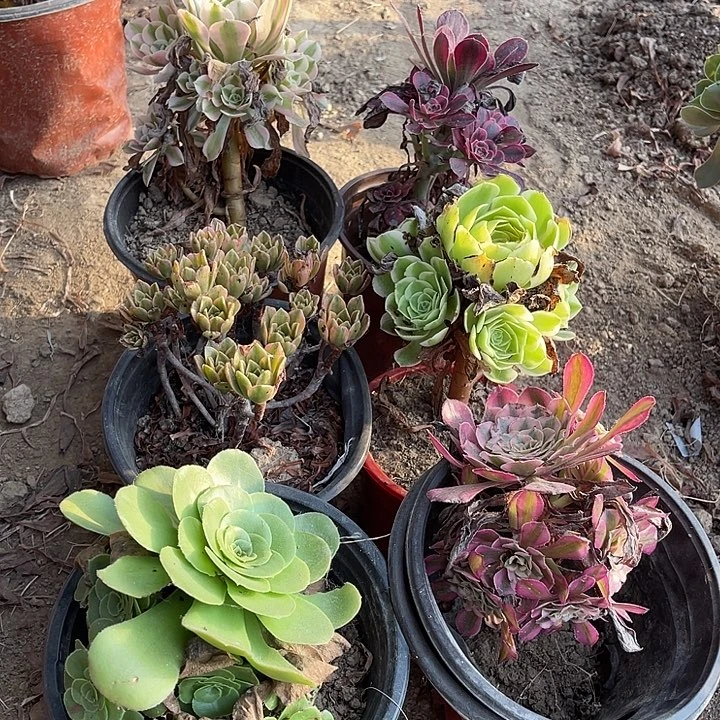 6棵玫瑰玫瑰玫瑰玫瑰