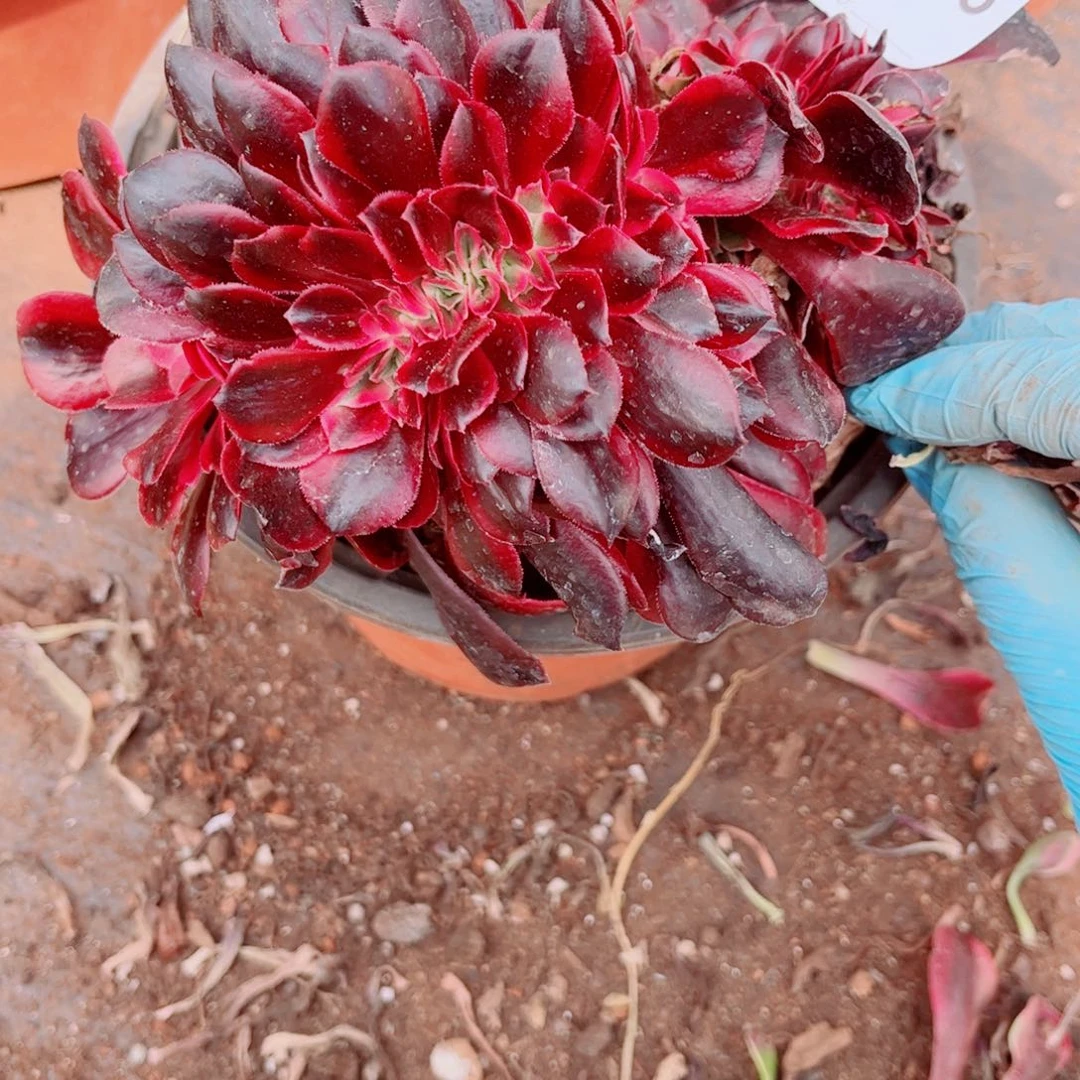 多肉植物733美杜莎