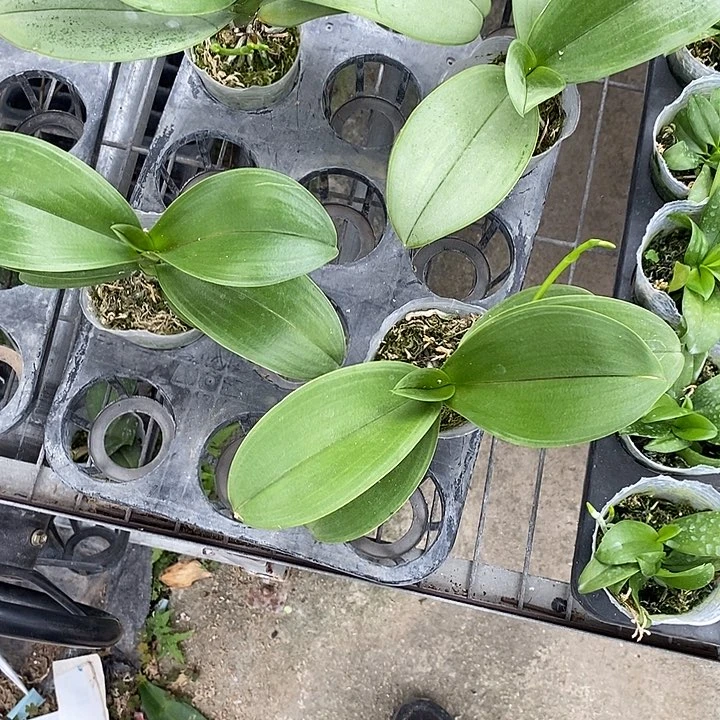 当前无花栽培后可以开花白玉