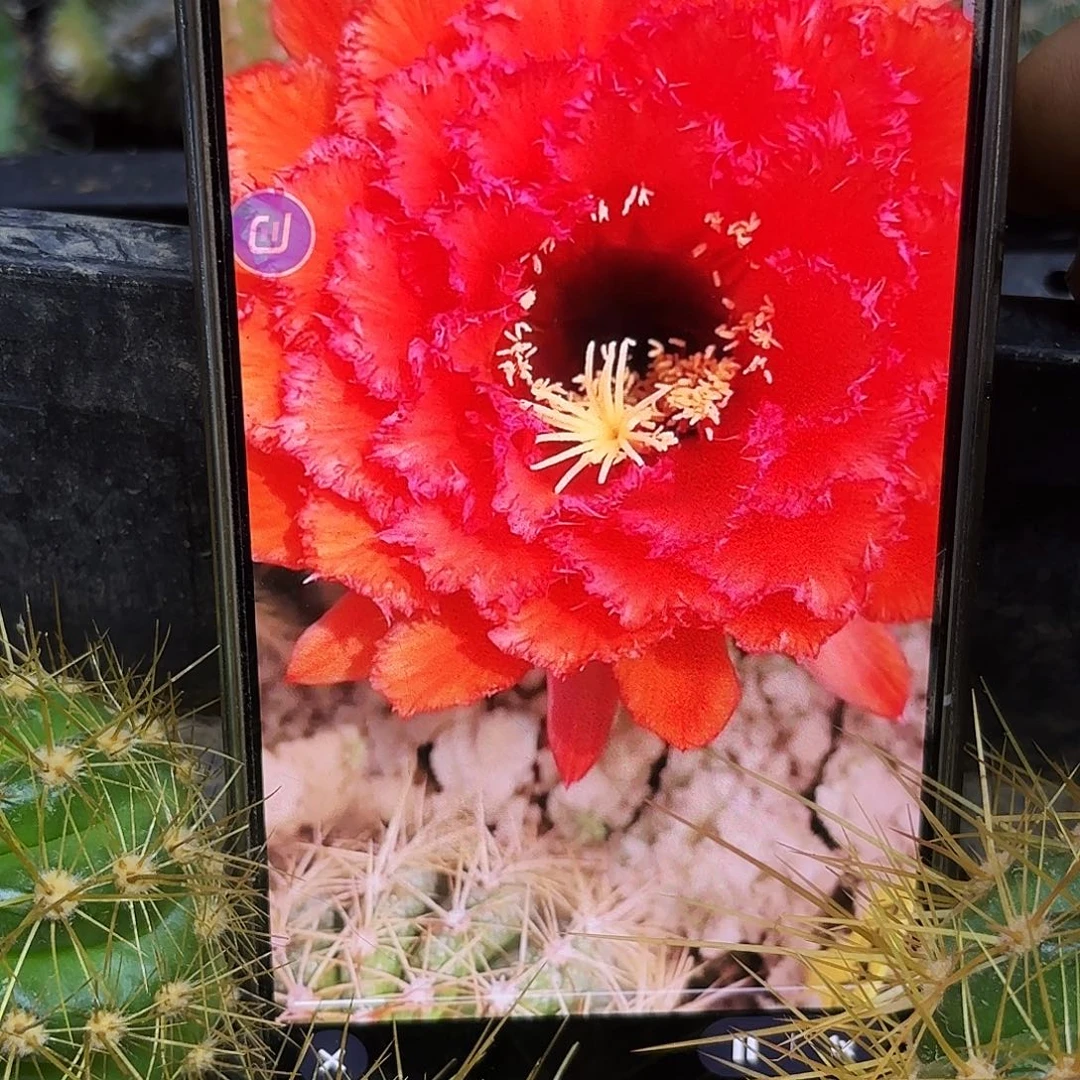 克斯丁毛5无根侧牙一个20包邮