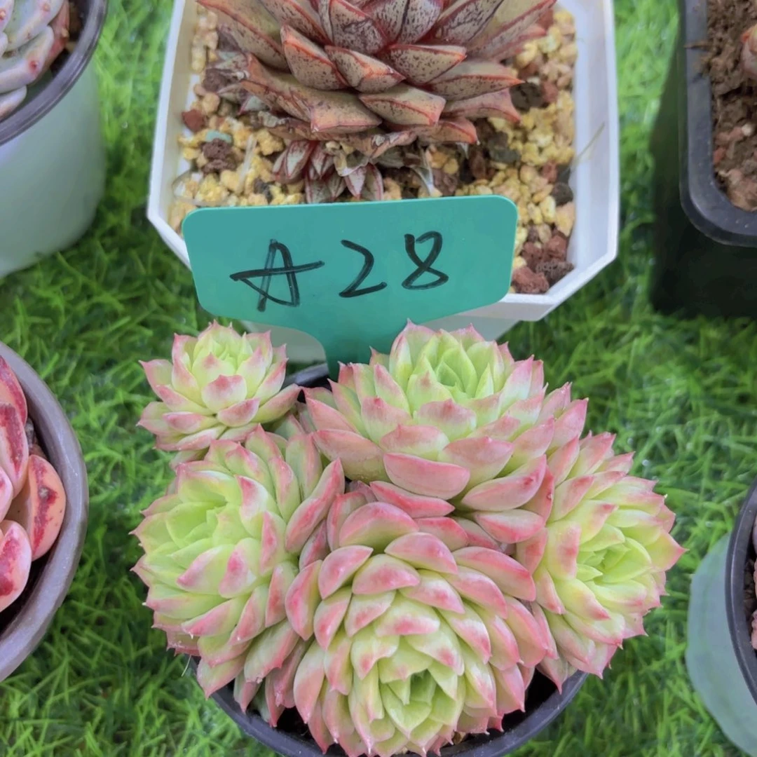 ❤️****我的小可爱们都好可爱啊