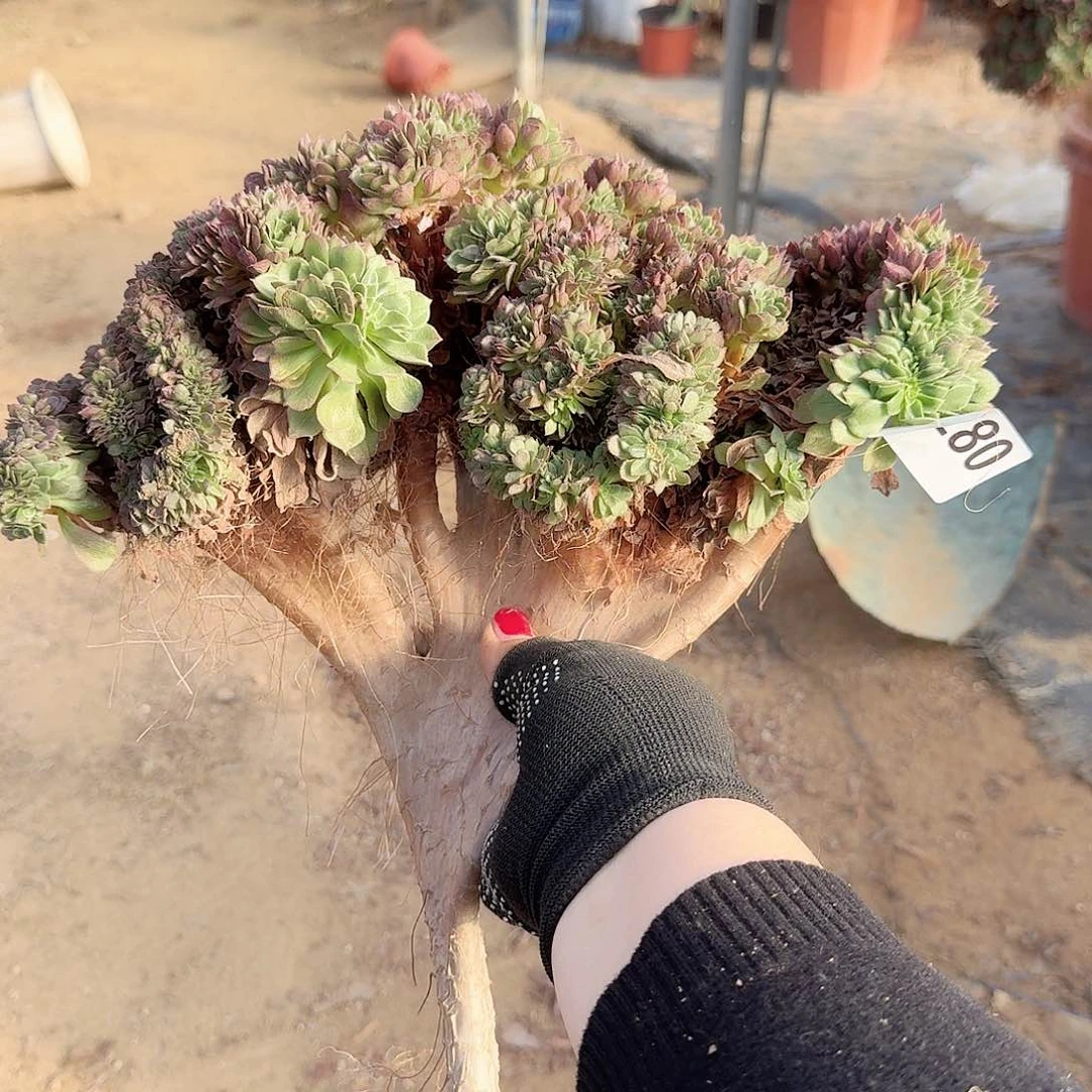 280要追朵朵砍头一个