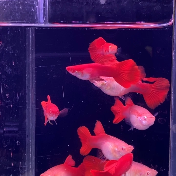 孔雀鱼大背血红5对孔雀