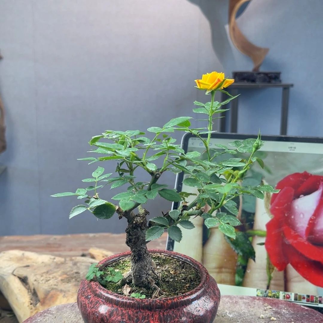 大量花朵（建议范围：8朵-15朵 或40%以上）小****)