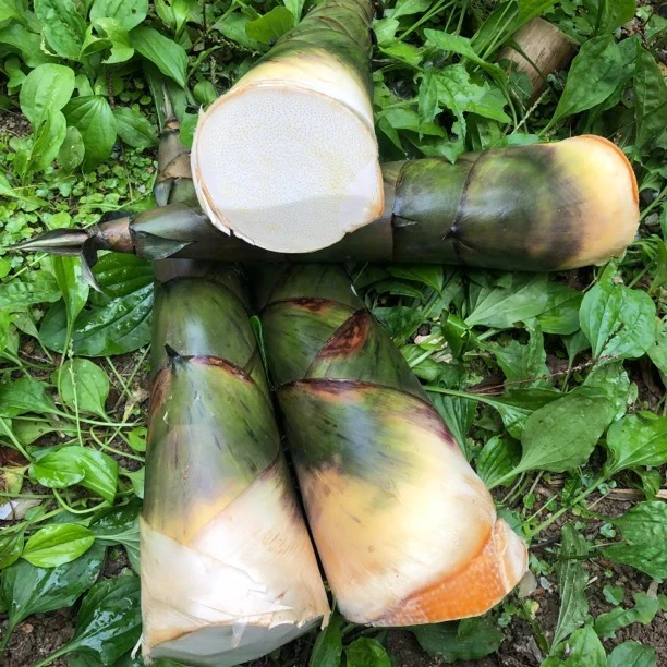 广西新鲜竹笋现挖当季麻笋带壳天然鲜嫩麻竹笋大竹笋可泡酸笋