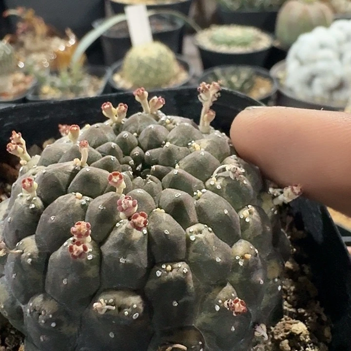 裸鄂大戟自根仙人球