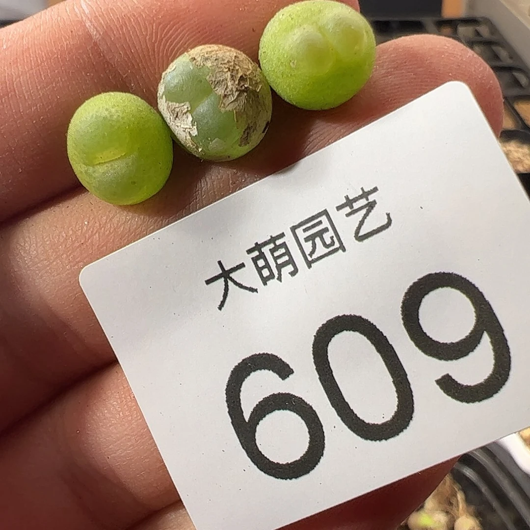 0000609一物一拍微瑕福利