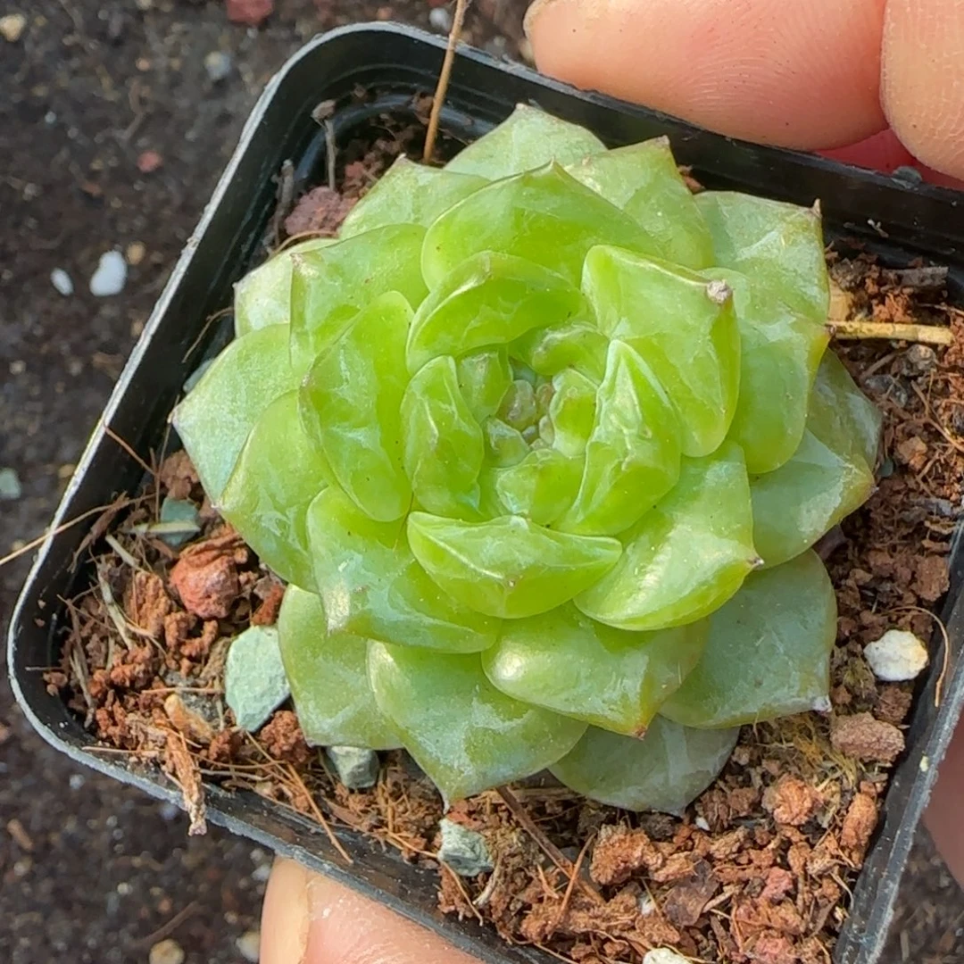小卡拉米糖心一物一拍