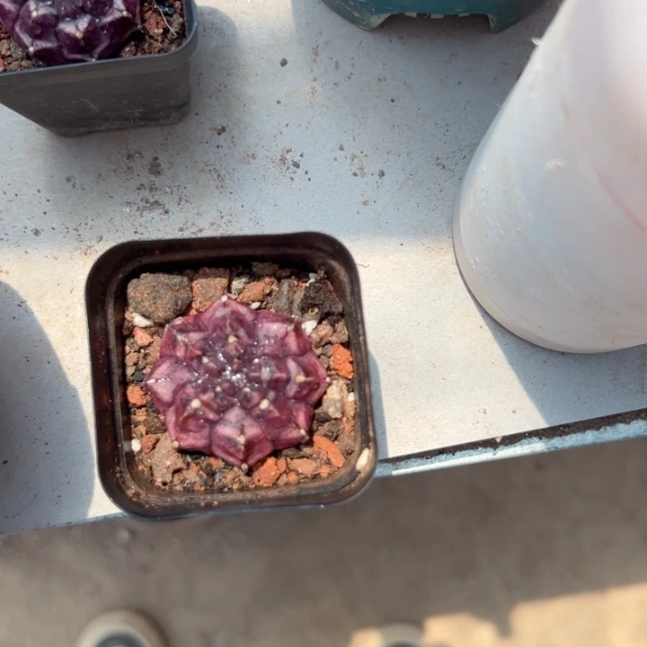 F***L恭喜发财恭喜发财