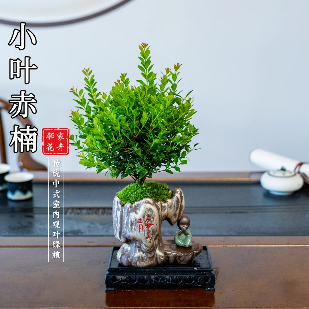 【静字赤楠】小叶赤楠桌面盆景老桩净化空气绿植卧室盆栽