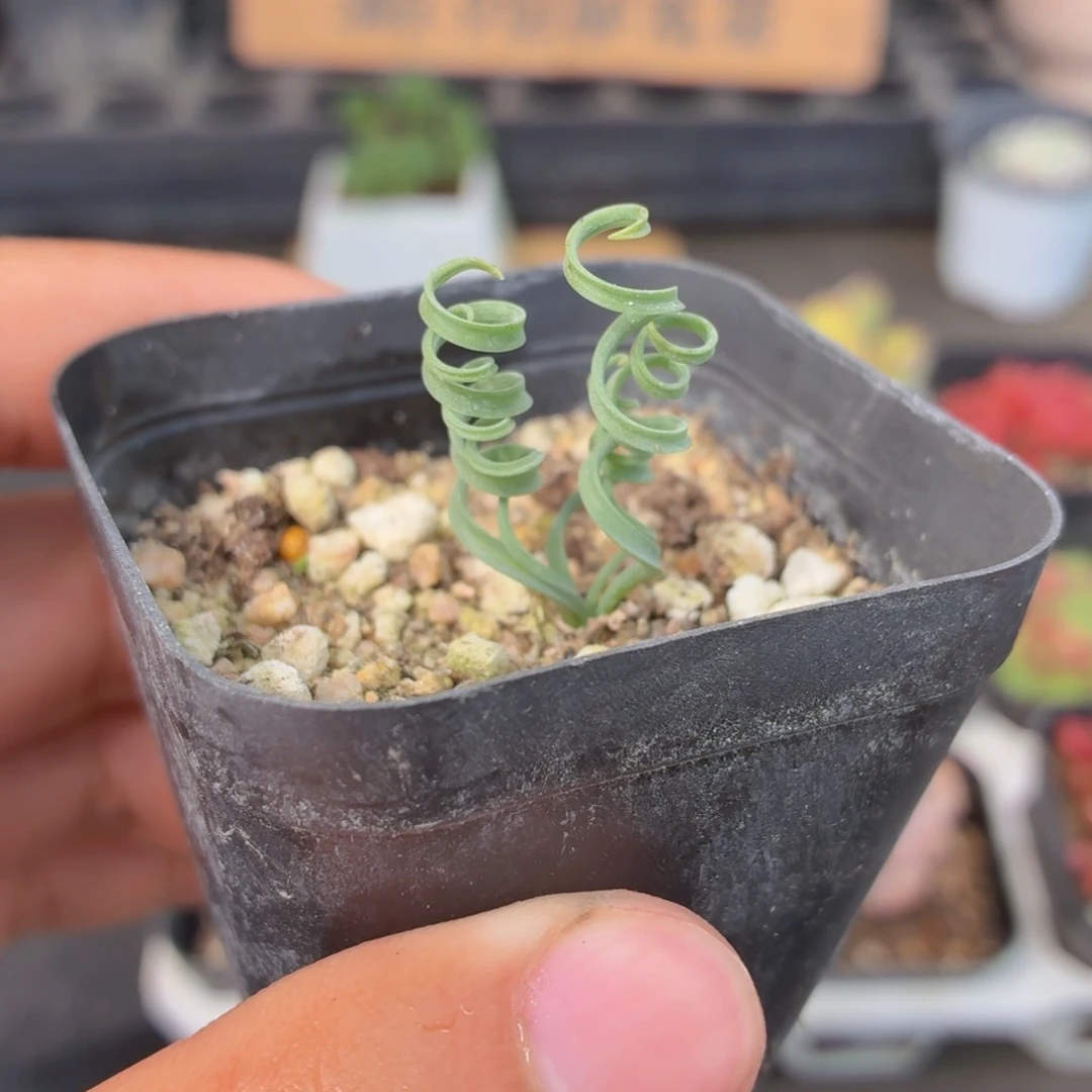 贵妃弹簧草多肉9.9包邮发货