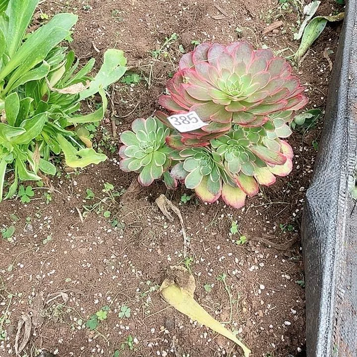 385-夜宴、多肉植物