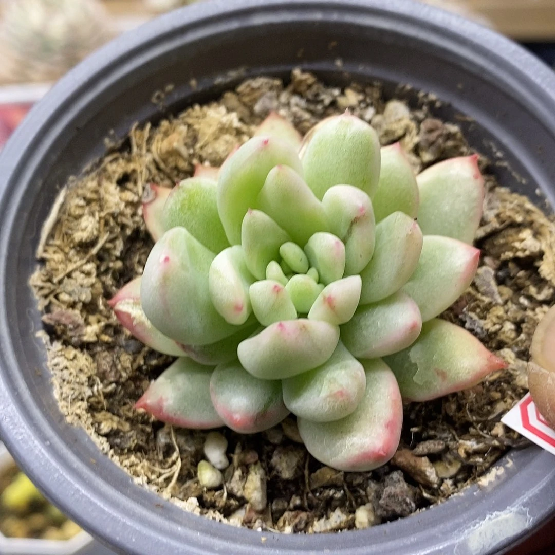 3068 优选冰心公主锦