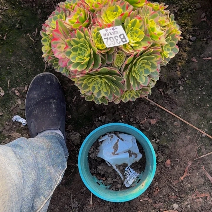 水中月花25-14包邮花花