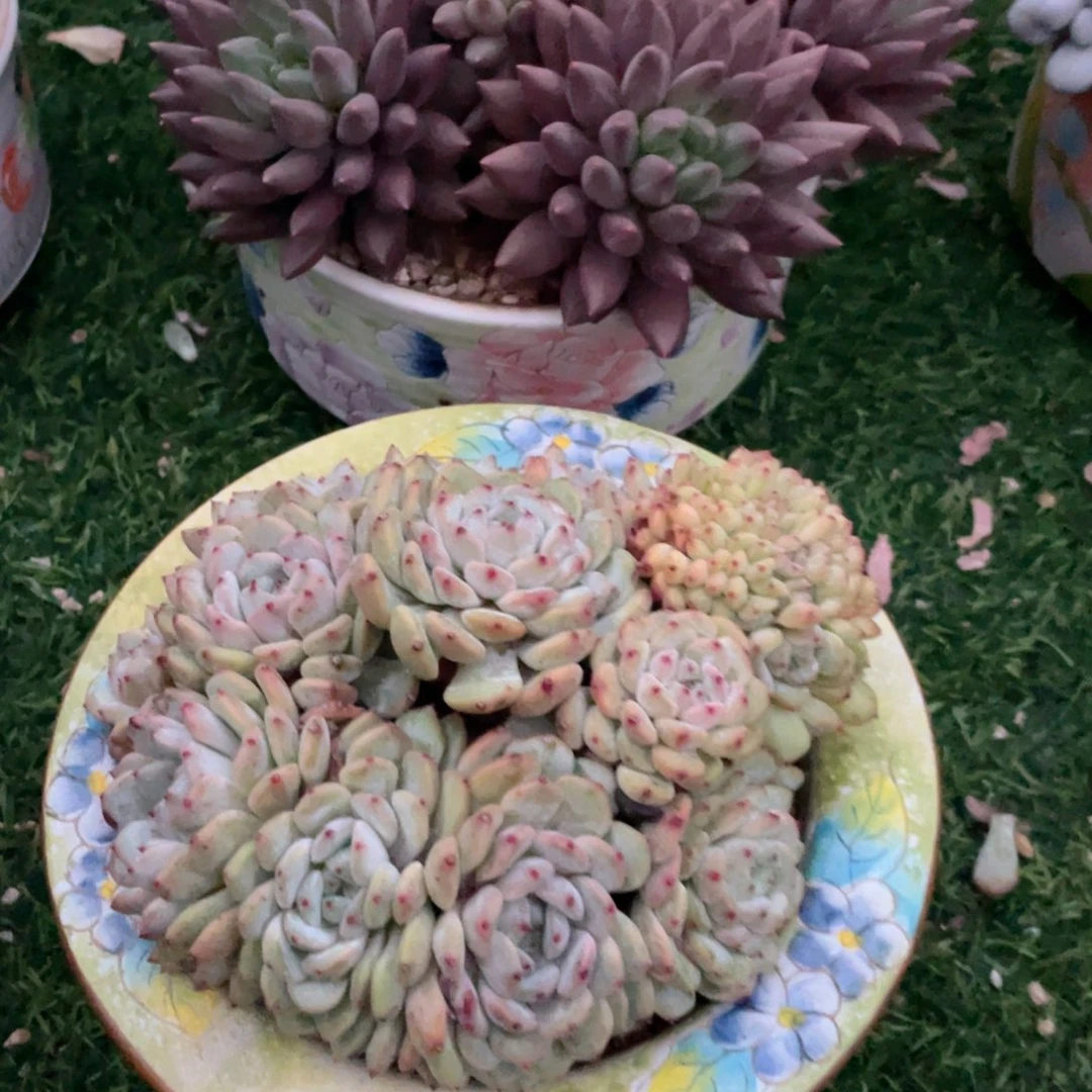 血爪朵朵缀 手捧加缀化