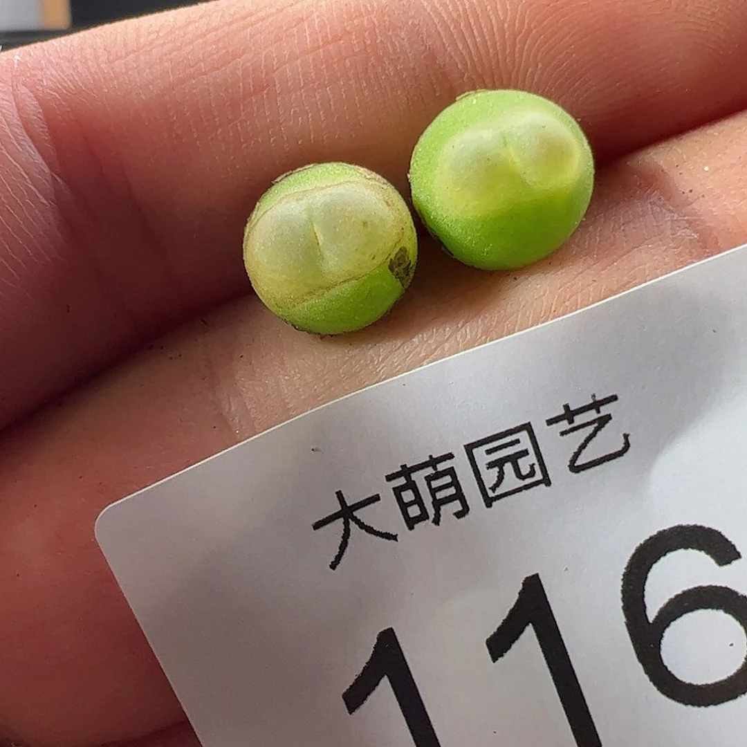 一物一拍。     116红皮拉登