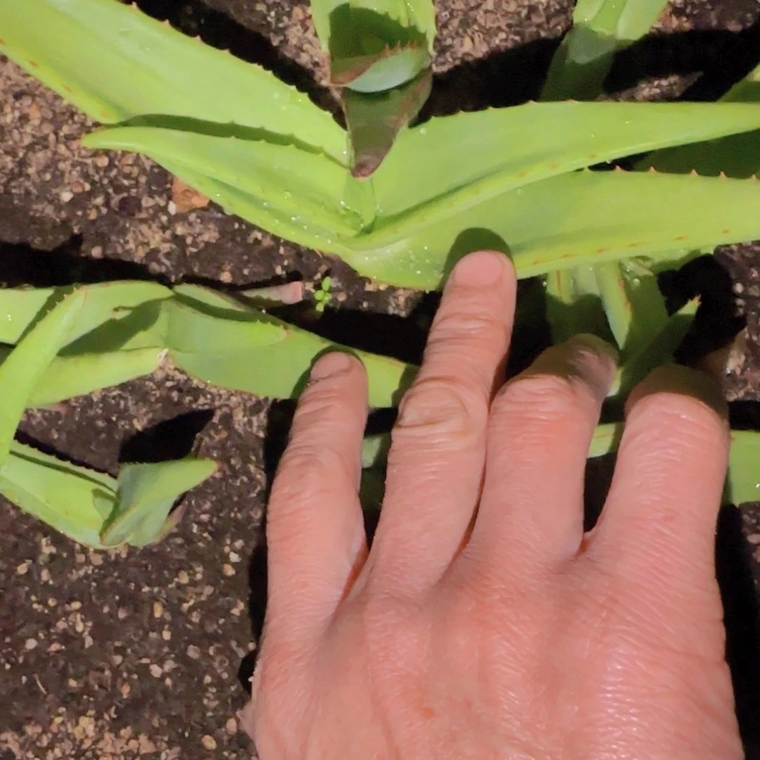 别***新块根植物块根植物