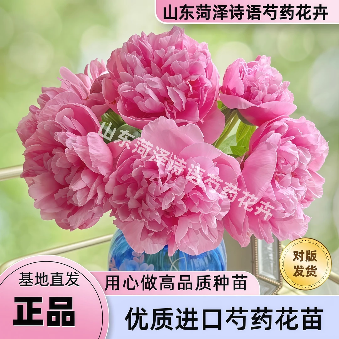 【进口康乃馨花束】菏泽重瓣芍药花苗正宗芍药花苗耐寒耐旱易成活