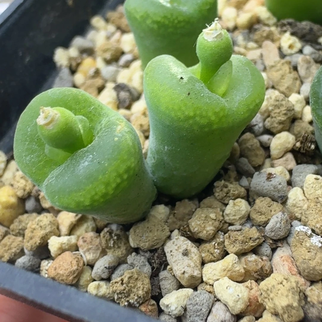 53号双头绿安格一物一拍