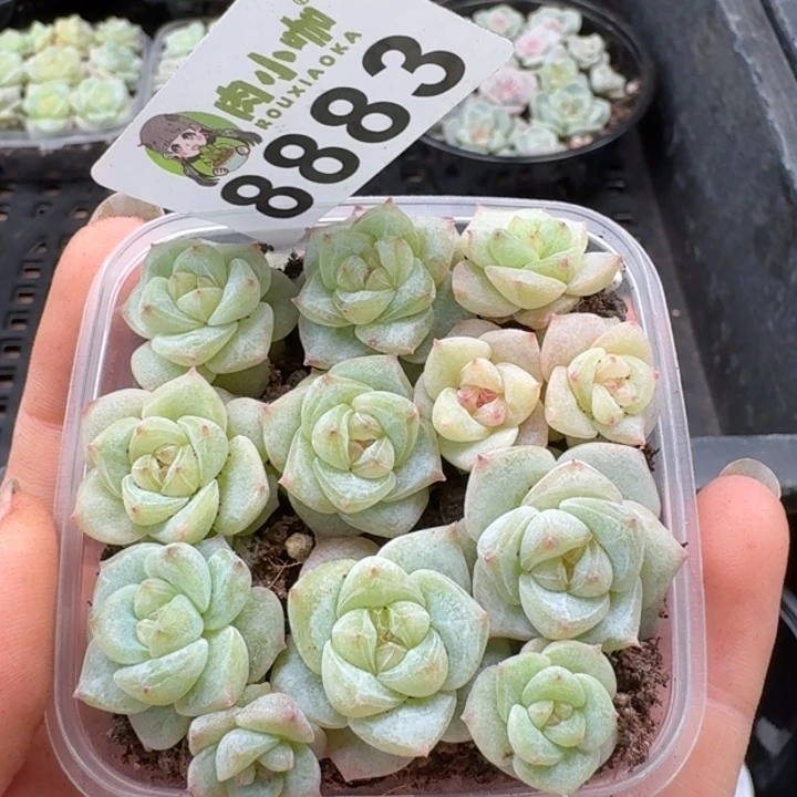 当前无花朵，栽培后可花朵多肉植物多肉植物